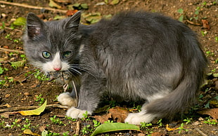 short-coated grey and white cat stands on dirt ground