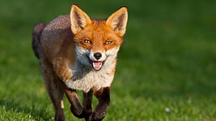 fox running on green grass field at daytime HD wallpaper