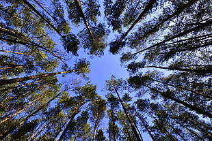 worm's eye view of trees under the blue sky during day time