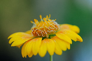 close up photo of yellow flower