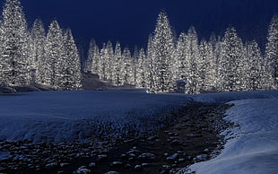 white pine trees covered with snow during night time