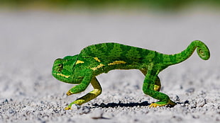green chameleon, animals, lizards, chameleons, ground