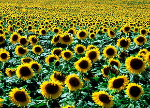 photography of bed of sunflowers during daytime