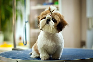 selective focus photo of tan and white Shih Tzu puppy