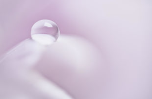 closeup photo of water dew HD wallpaper