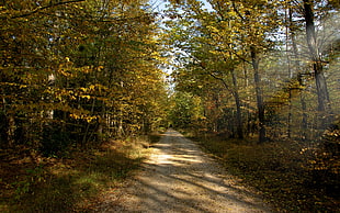 road between trees HD wallpaper
