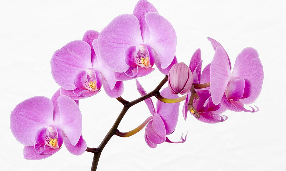 Purple orchid HD wallpaper
