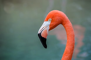 closeup photography of flamingo