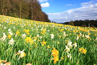 yellow and white flower field beside trees