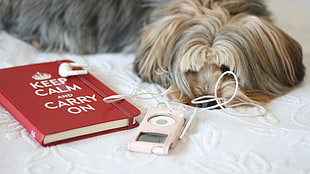 long-coated black and fawn puppy lying beside music player and red Keep Calm and Carry On book HD wallpaper