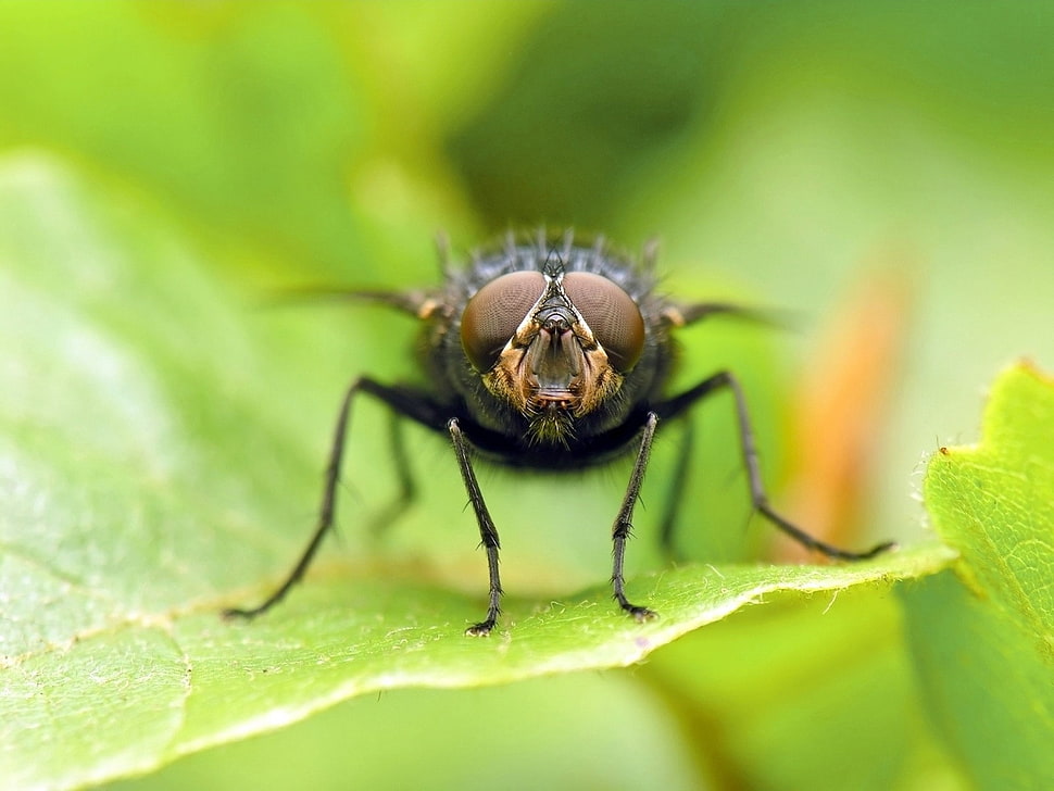 black fly in closeup photo HD wallpaper
