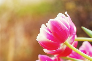 close up photography of pink flower