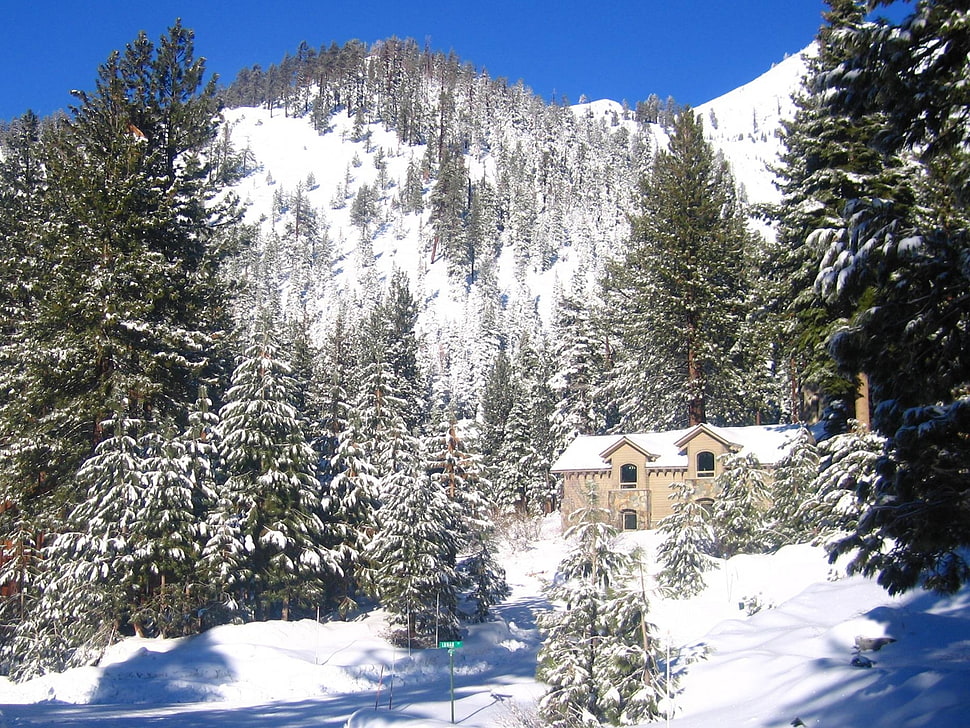 pine trees and houses covered with snow during daytime HD wallpaper