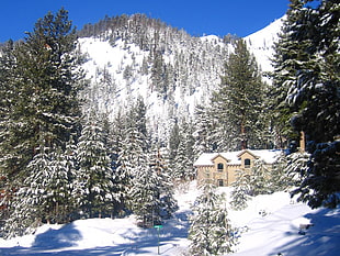 pine trees and houses covered with snow during daytime