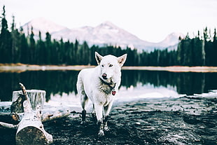 short-coated white dog, Siberian Husky , pond, landscape, animals