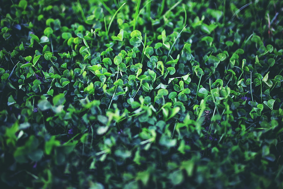 green leafed plants, nature, plants, spring, green HD wallpaper
