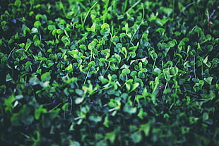 green leafed plants, nature, plants, spring, green