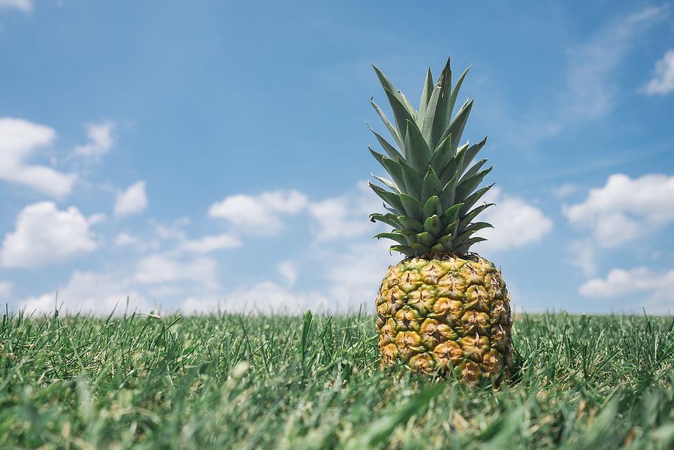 grass, meadow, pineapple, fruit HD wallpaper