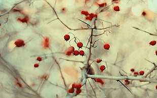 red cherries, nature