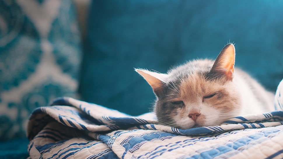 tortoiseshell cat, animals, cat HD wallpaper