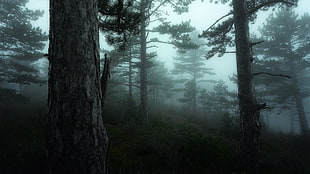 green leafed trees, forest, mist, nature