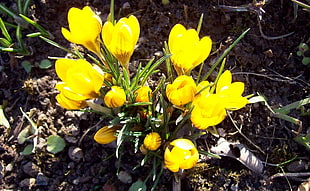yellow crocus flowers in bloom at daytime