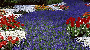 red Tulips and purple Grape Hyacinth flower field at daytime