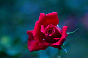selective focus photo of red rose flower