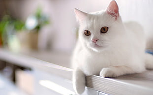 white cat lying prone on gray wooden table