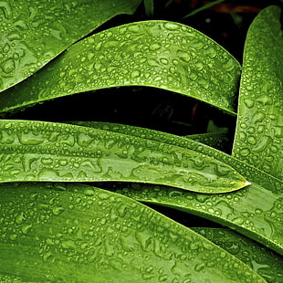 dewdrops on green plant leaves HD wallpaper