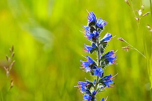 closeup photography of blue petaled flowers HD wallpaper
