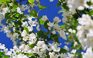 white flowers on bloom HD wallpaper