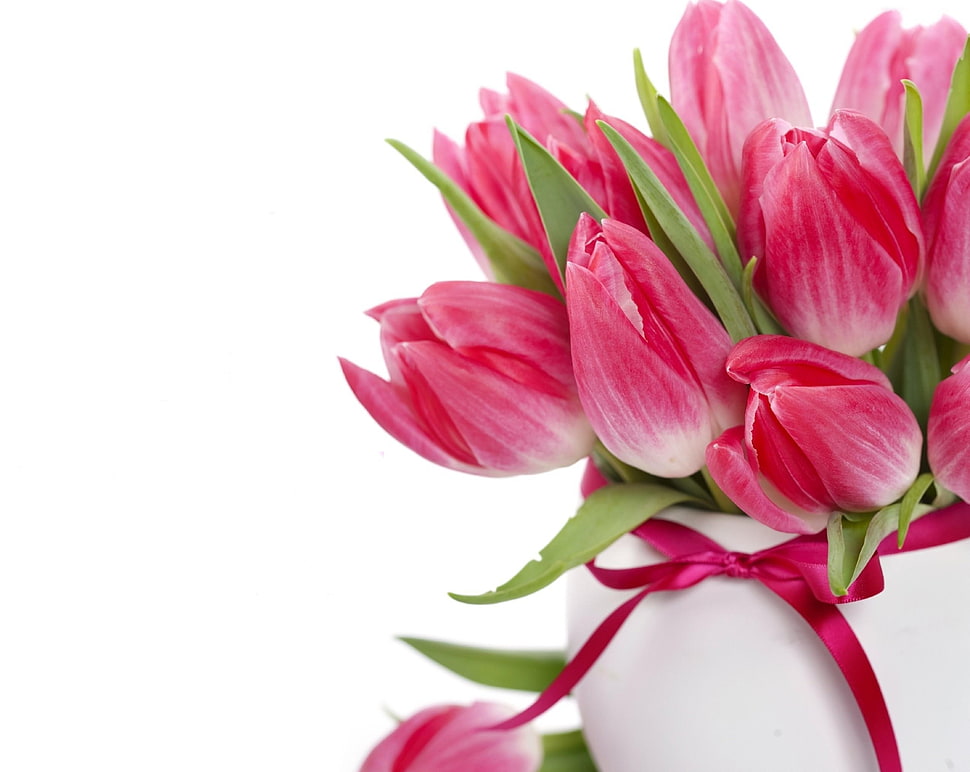 red and white tulips flower bouquet HD wallpaper