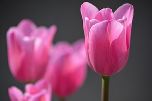 selective-focus of pink Tulip flowers in bloom during daytime HD wallpaper