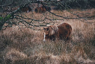 brown and white horse in brown grassland