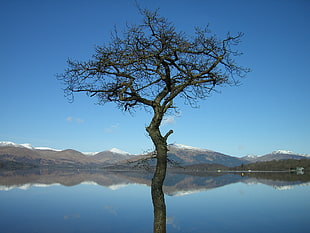 bare tree in the middle of the river, loch lomond
