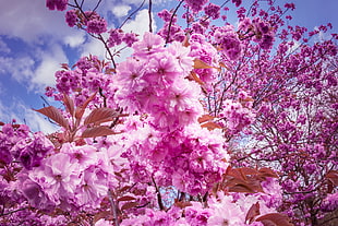 pink cherry blossoms, Sakura, Cherry, Flowers