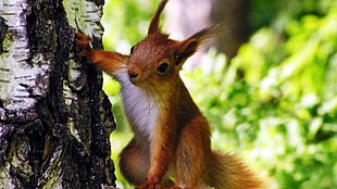 Squirrel at tree HD wallpaper