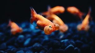 school of orange fish, fish, Bubble Eye, goldfish, animals HD wallpaper