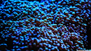 water, sea, sea anemones, depth of field HD wallpaper