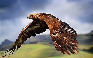 brown eagle, eagle, animals, birds