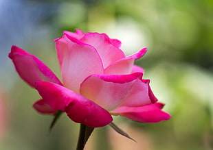 selected focus photography of pink Rose flower