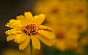yellow petaled flower, flowers, macro, nature, blurred