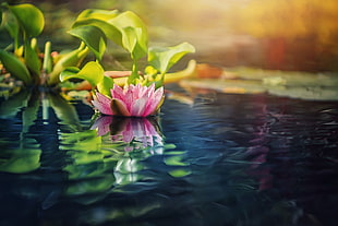 pink lotus flower, water, water lilies, plants, flowers HD wallpaper