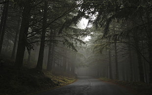 road in between trees during cloudy day HD wallpaper