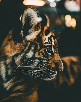 Tiger portrait photo, Tiger cub, Cub, Muzzle HD wallpaper