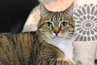 close up photo of tabby cat sitting beside pillow