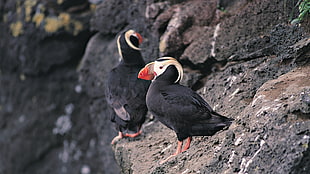 two Puffin birds on rock