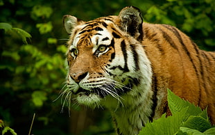 brown and white tiger, nature, tiger, big cats, animals