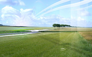 green grass, Desktopography, nature, landscape, trees HD wallpaper